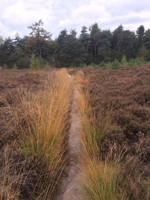 carolienbeverwijk bospad heide2 x27